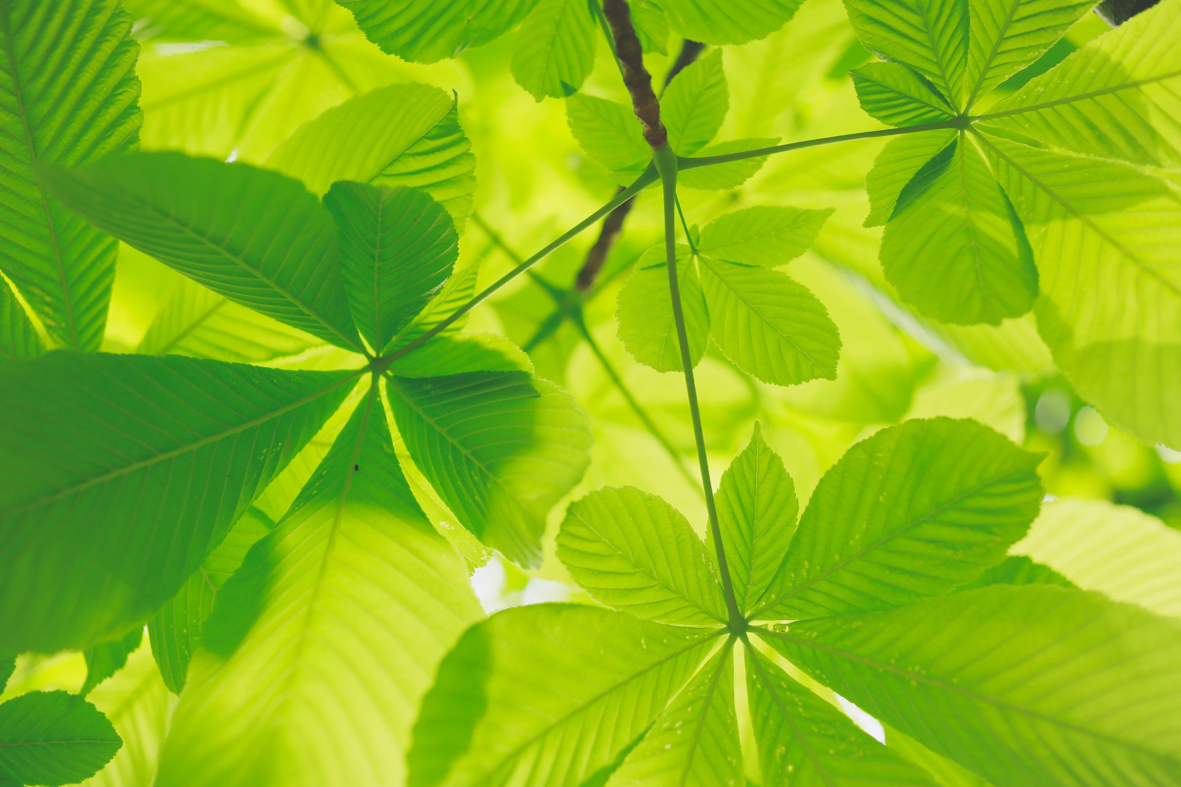 Climate Change and Emissions Reduction and the European Green Deal​ Article Cover